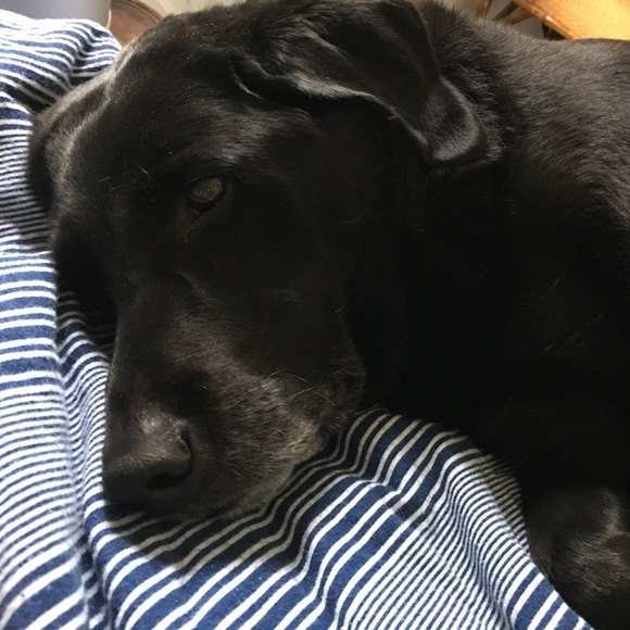 Meet your Posher, Holly - Picture 2 of 2